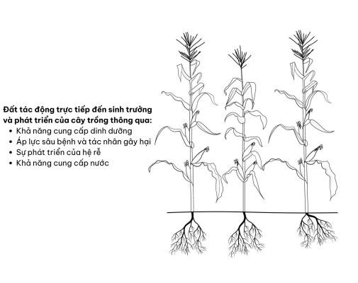 Sơ đồ minh họa tác động của đất lên sự phát triển của cây trồng. 