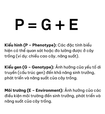 "Hình